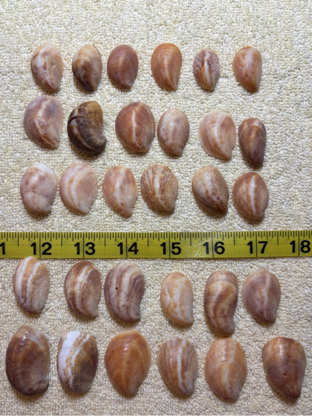 30 Sanibel Island Atlantic Slipper Shells!   Great for crafting or collecting!!